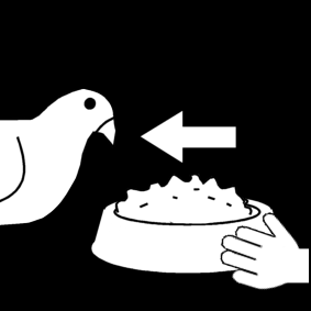 feed the pigeon